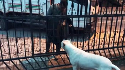 Dog Space Protection and Attack DOGO ARGENTİNO