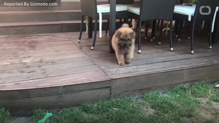 4-Month-Old Puppy Freed After Being Held in Police Custody