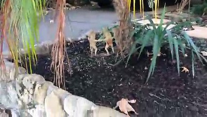 Dymondia and Flagstone Walkway  in Santa Barbara