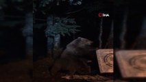 Uludağ’da kış uykusuna yatmayan ayılar yemek ararken görüntülendi