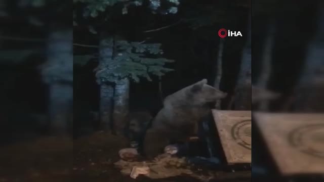 Uludağ'da Kış Uykusuna Yatmayan Ayılar Yemek Ararken Görüntülendi