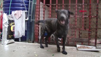 İzmir Kazada Yaralanan Köpeği Duman İçin Hukuk Mücadelesi Başlattı