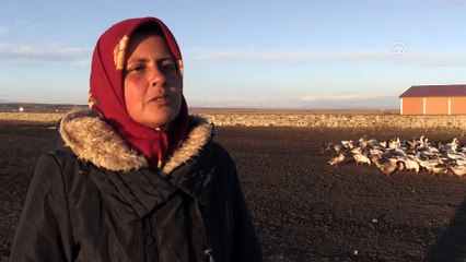 Kaz çiftliklerinde hummalı çalışma - KARS