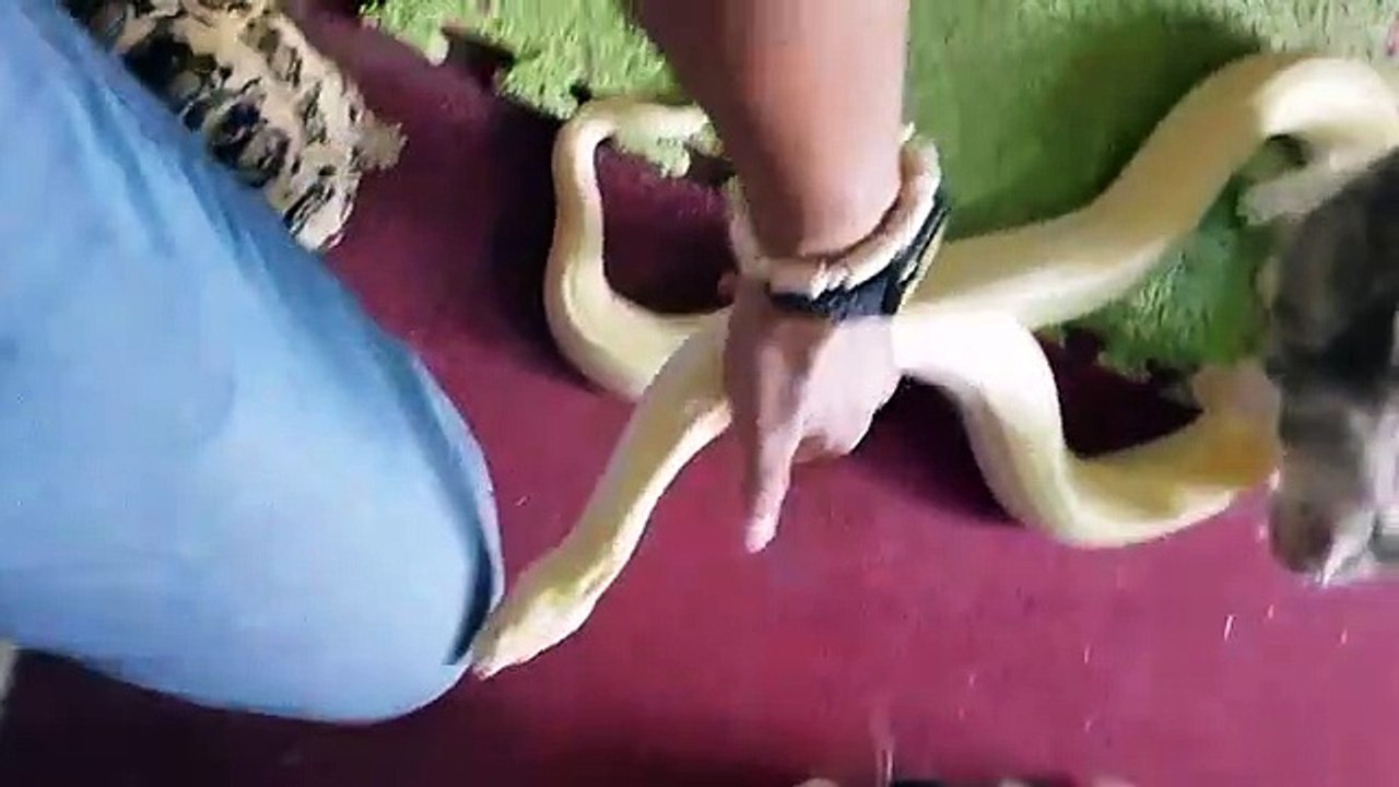 python playing with kittens