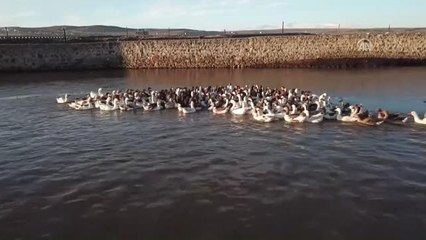 Kaz Çiftliklerinde Hummalı Çalışma - Kars