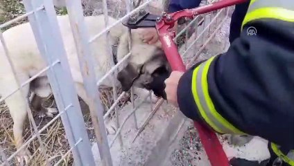 Demir korkuluklara sıkışan köpek kurtarıldı - AKSARAY