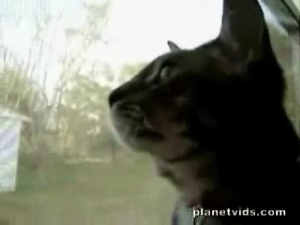 Barking-Cat