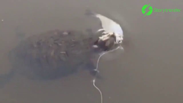 Cette tortue se fait voler son repas par un gros poisson... Dommage