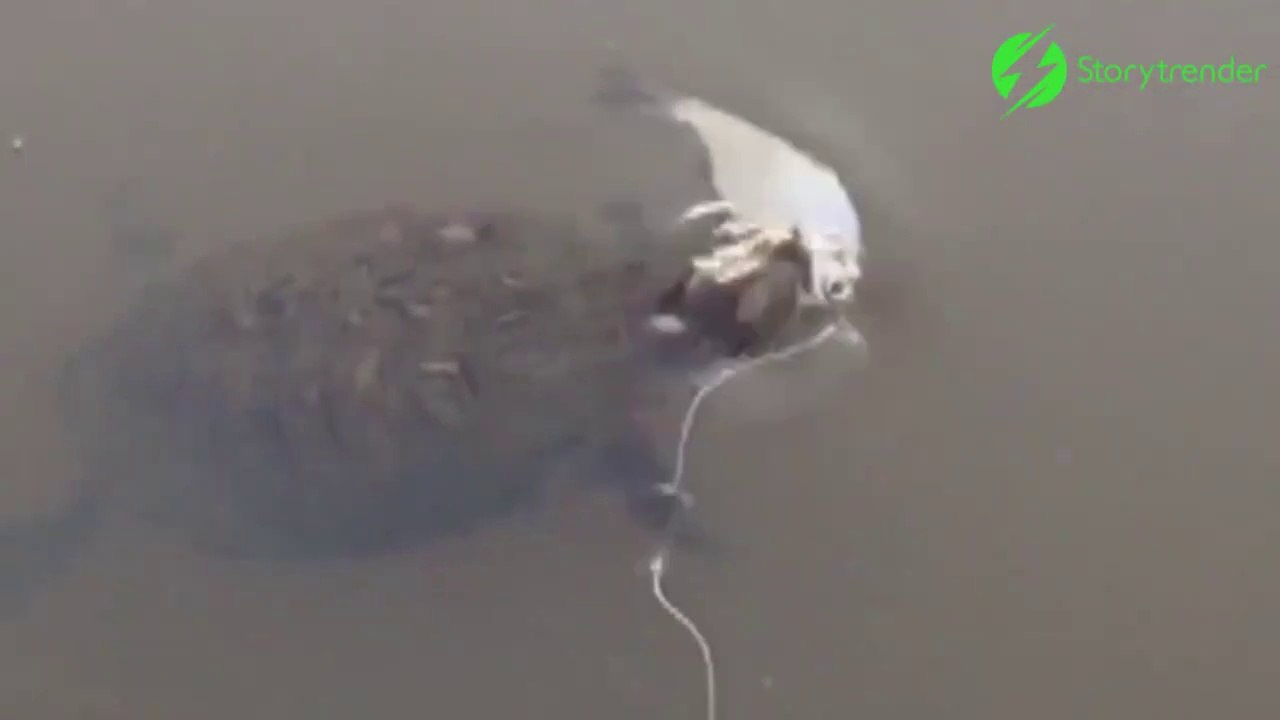 Cette  tortue se fait voler son repas par un gros poisson... Dommage