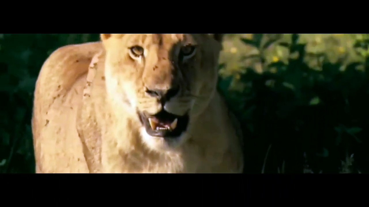 Dear defeated to cheetah || panther fail to hunt dear || animals fight || animals attack || efforts of dear || by zoneofanimals || three panthers vs one dear|| panther wound while stopping to dear || after fighting panther wounded