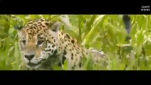 Different kind of animals || Animals activities || Lepord || Lion || crocodial vs crocodial || wolf || monkey family || by zoneofanimals