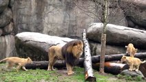 Lion cubs meet dad
