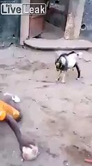 Cette chèvre est meilleure au foot que les pros !