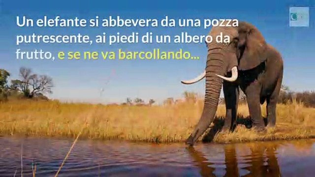 Anche gli elefanti si ubriacano