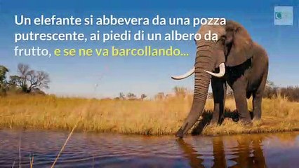 Anche gli elefanti si ubriacano