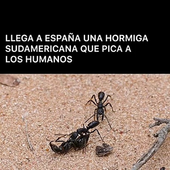 Llega a España una hormiga sudamericana que pica a los humanos