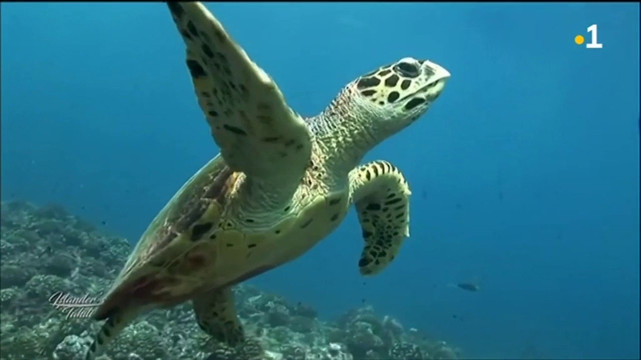 Islander's Tahiti n°33 : Michel Bourez (3/3) - 24/11/2018