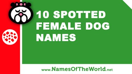 10 spotted female dogs names - the best pet names - www.namesoftheworld.net