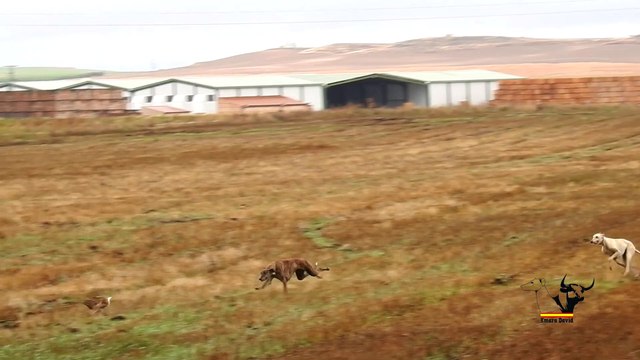 Carreras cortas y fallidas de galgos / Short and failed races of greyhounds