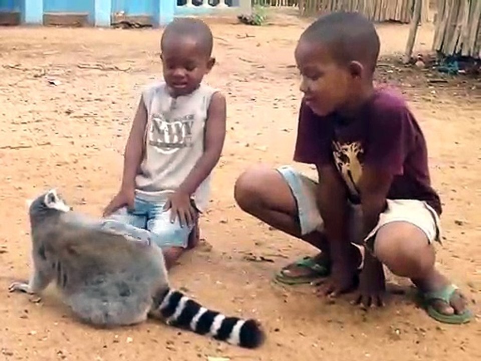 Un lémurien adorable reclame des calins à ces enfants... Trop mignon