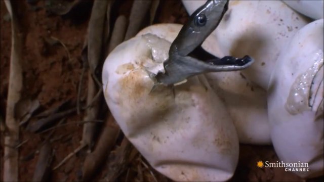 Suivez la naissance de bébé serpent Black Mambas