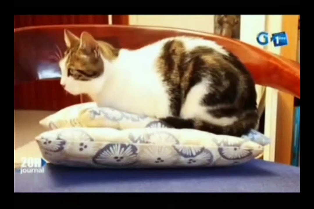 RTG - Focus :  Comment différencier le chat sauvage du chat huant