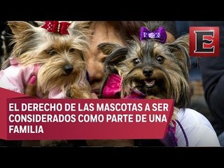 Morena propone que mascotas puedan recibir herencia