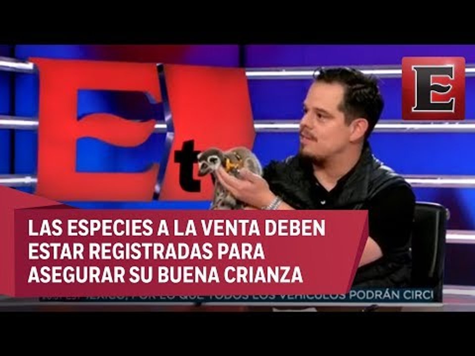Animal...Es: Lemur