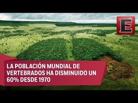 Los humanos están aniquilando la vida silvestre, revela informe de WWF