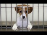 Secuestro de mascotas: Roban a tu perro para extorsionarte | Noticias con Zea