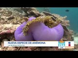 Científicos mexicanos descubren nueva anémona de mar | Noticias con Francisco Zea
