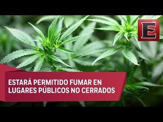 Morena presenta iniciativa para legalizar mariguana