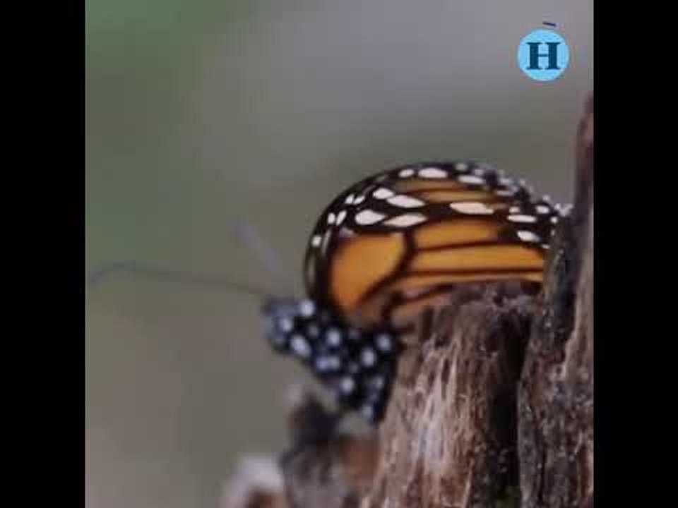Santuarios de la mariposa monarca abren sus pue...