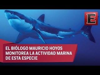 Isla Guadalupe, el santuario del tiburón blanco