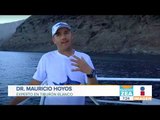 Isla Guadalupe es el mejor lugar para conservar al tiburón blanco | Noticias con Francisco Zea