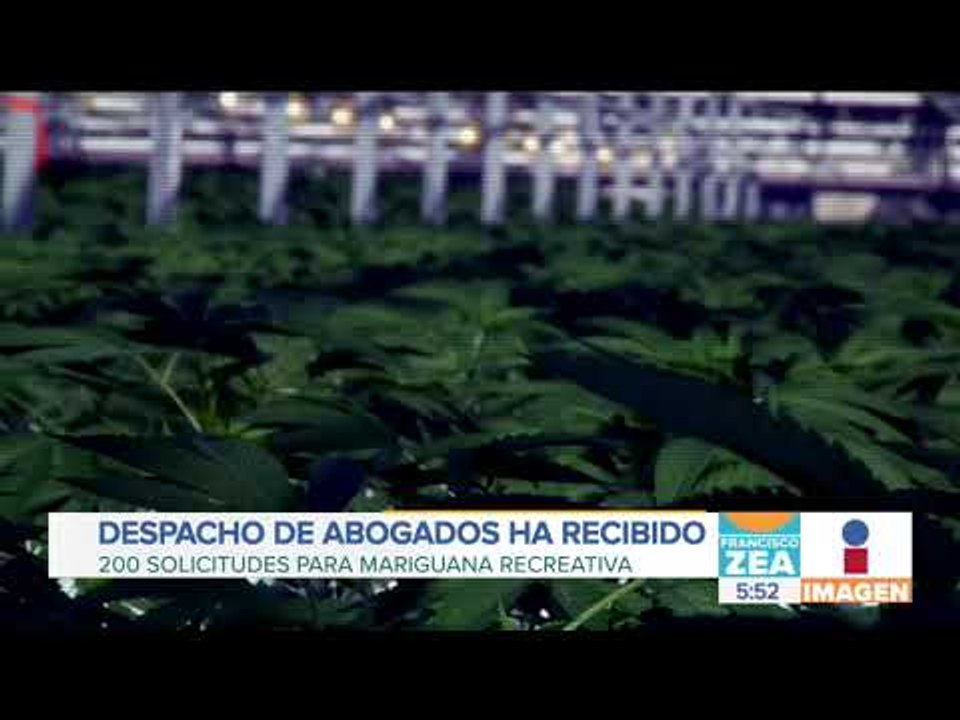 Despacho de abogados tramita 200 amparos para uso lúdico de mariguana | Noticias con Francisco Zea
