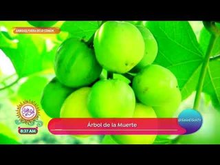 ¡Los árboles más sorprendentes del mundo! | Sale el Sol