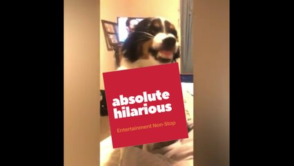 Million Dollar Smiling Dog