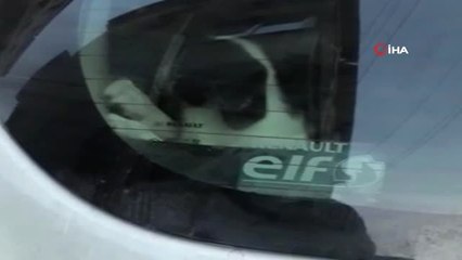 Araç Bagajında Saatlerdir Havasız Bırakılan Köpek Böyle İnledi