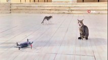 Meraklı Kedi Dronenin Peşini Bırakmadı