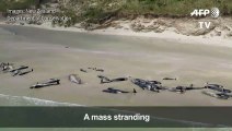 145 whales die on remote New Zealand beach