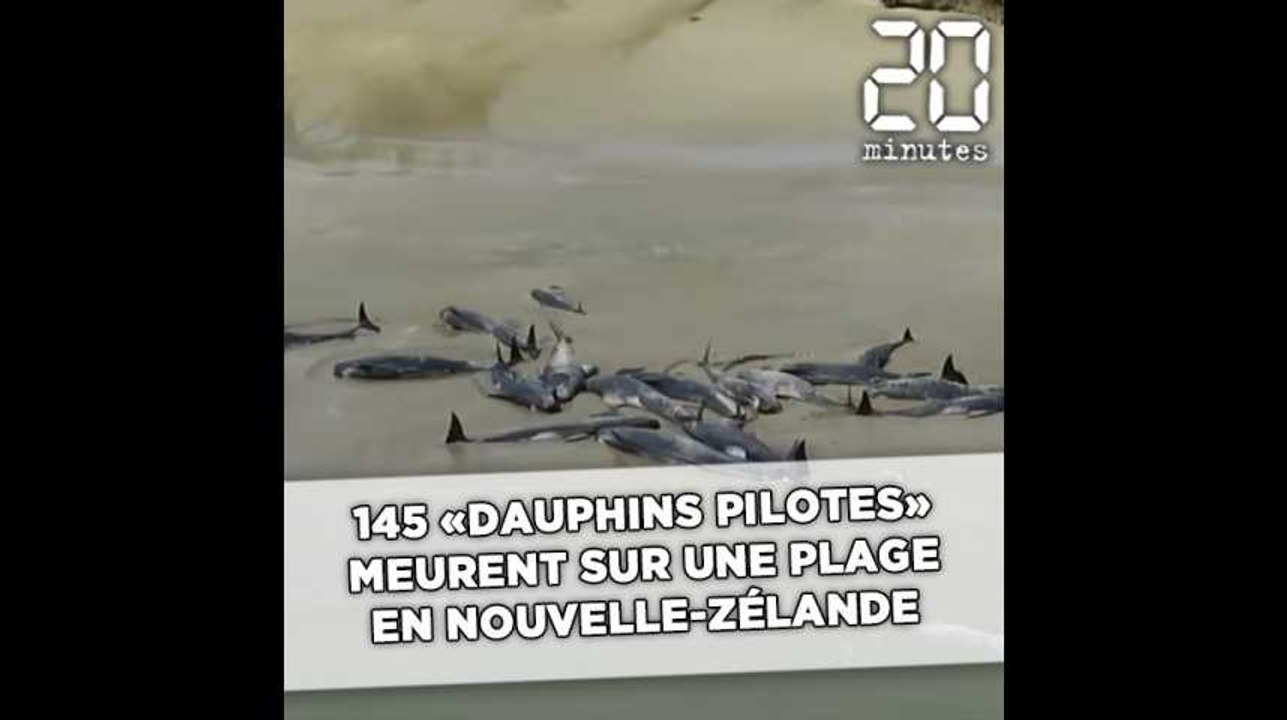 145 «dauphins pilotes» meurent sur une plage de Nouvelle-Zélande