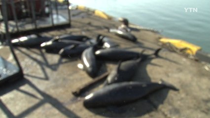 해마다 천 마리 넘는 상괭이가 잡혀 죽는다 / YTN