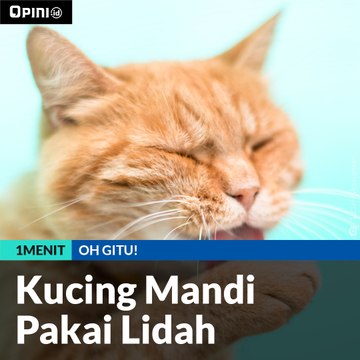 #1MENIT| Kucing Mandi Pakai Lidah