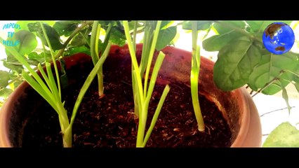 Fresh onions - Fresh lettuces -Κρεμμυδάκια φρέσκα , Μαρουλάκια φρέσκα