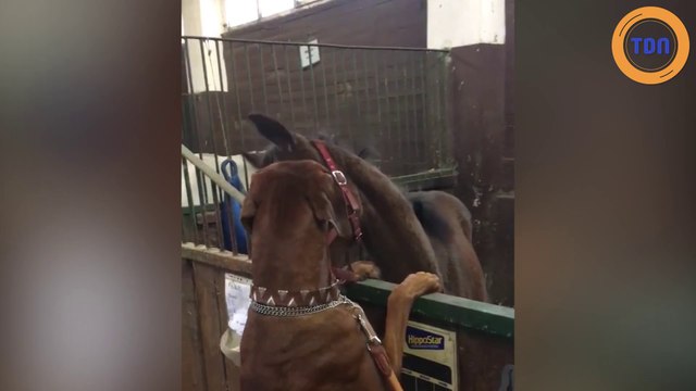Ce chien et ce cheval sont les meilleurs amis du monde !