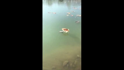 Des millions de vues pour ce chat qui essaye désespérément d'attraper un poisson dans l'eau glacée