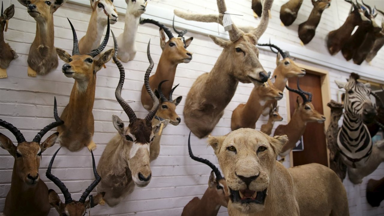 Des chasseurs britanniques utilisent une faille juridique et importent 700 défenses d'animaux !