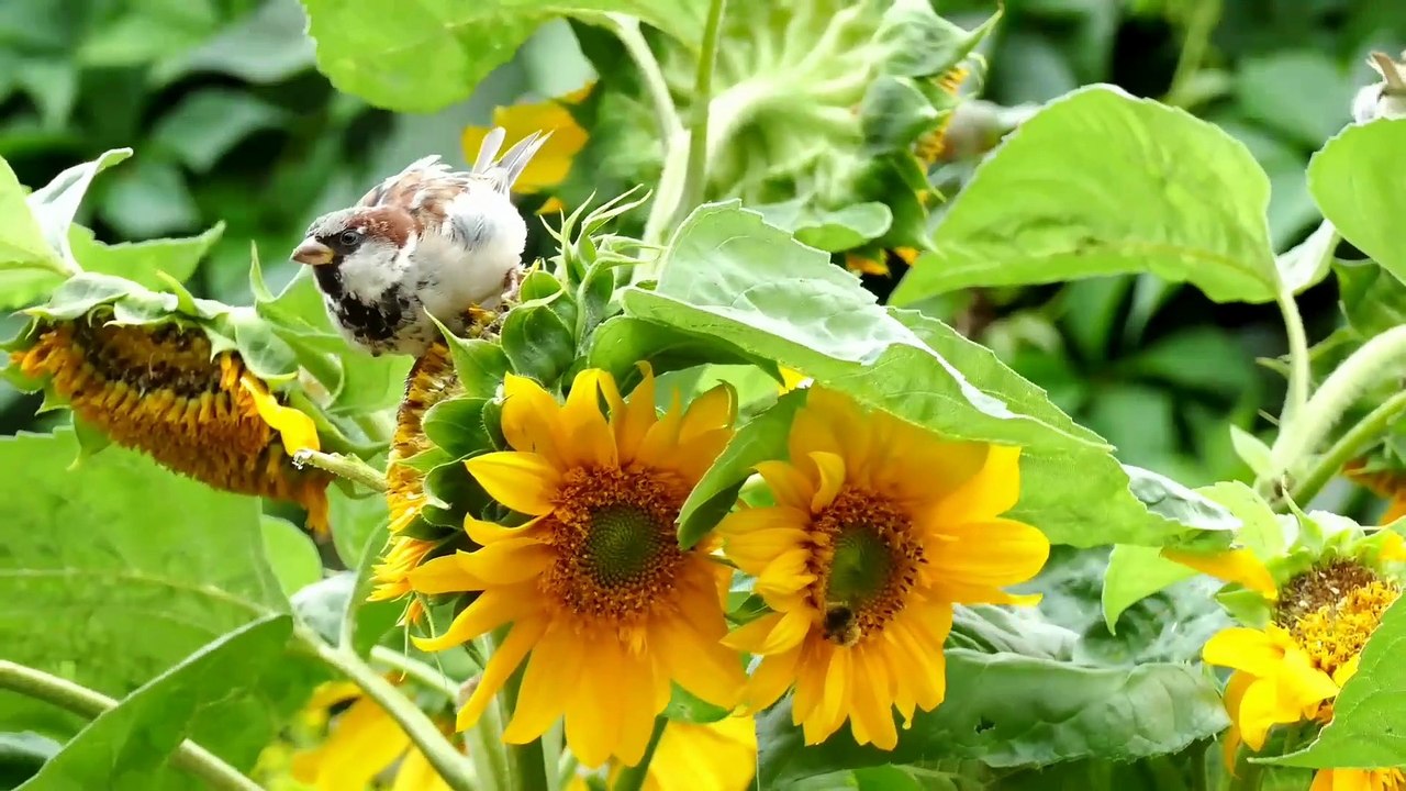 4k ultra HD animals nature wildlife 4k