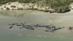 145 Pilot Whales Die In Mass Stranding On New Zealand Beach